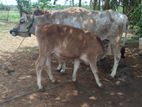 Farm Cow