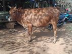 Milk Cow