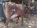 Farm Cow