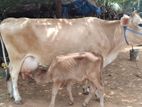 Farm Cows
