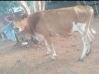 Cows - ගවයන්