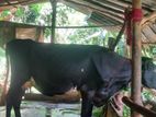 Cow ගවයා