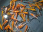 Craf Fish