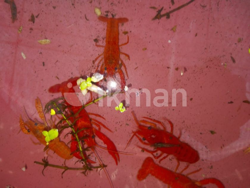 Crayfish for Sale in Homagama ikman