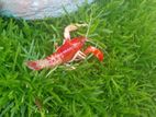 Crayfish