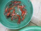 Crayfish