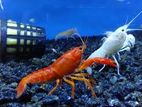 Crayfish