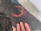 Crayfish