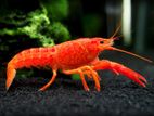 Crayfish (Lobster)