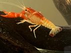 Crayfish Pair