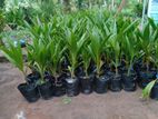 CRC 68 කප්රුක පොල් පැල - ( Coconut Plants )