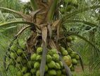 CRC65 පොල් පැළ ( Coconut Plant )