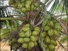 CRC65 පොල් පැළ ( coconut plant )