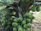 CRC65 පොල් පැළ ( coconut plant )