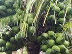 CRC65 පොල් පැළ ( Coconut Plant )