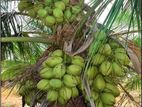 CRC65 පොල් පැළ ( Coconut Plant )