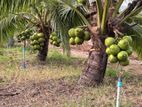 CRC65 පොල් පැළ