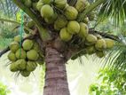 CRC65 පොල් පැළ
