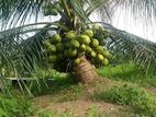CRC65 පොල් පැළ