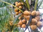 CRC65 රැති පොල් පැළ