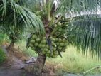 CRC68 පොල් පැළ ( coconut plant )