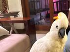 Creamson Cockatoo