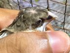 Finches Birds
