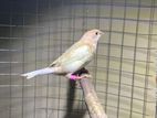 Finches Birds
