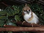 Finches Birds