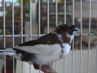 Bengali Finches Bird