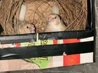 Creasted Bengali Finches