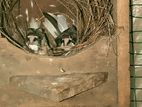 Creasted Bengali Finches