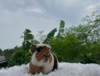 Crested Female Guinea Pig