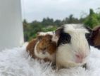 Crested Guinea Pig Breading Pair