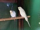 Crested Love Birds