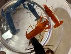 Crayfish පොකිරිස්සො