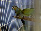 Crimson Belled Conure Bird