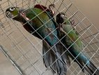 Crimson Belled Conure Birds