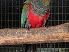 Crimson Bellied Bird