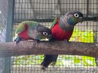 CRIMSON BELLIED BiRDS
