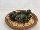 Crimson Bellied Conure Chicks