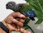 Crimson Bellied Conure Chick