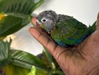Crimson Bellied Conure Chicks