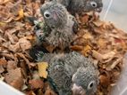 Crimson Bellied Conure Chicks