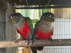 Crimson Bellied Conure