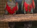 Crimson Bellied Conure