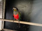 Crimson Conure Parrot