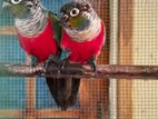 Crimson Conure Birds