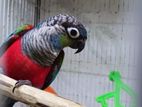 Crimson Conure