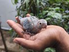 Crimson Conure Birds